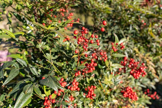 Un buisson plein de baies rouges