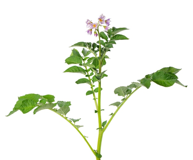 Buisson de pomme de terre avec des fleurs roses isolé sur fond blanc