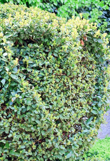 Buisson de printemps sphérique avec coeur dans le parc (fond nature)