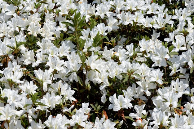 Photo buisson de rhododendrons blancs