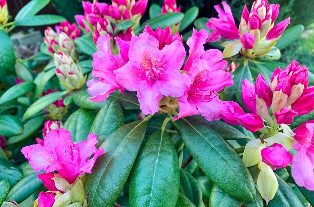 Photo buisson de rhododendrons fleurissant de fleurs roses. studio photo.