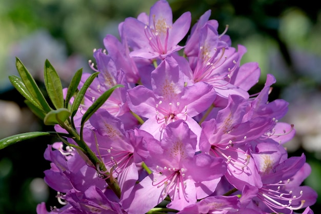 Buisson de rhododendrons en fleurs