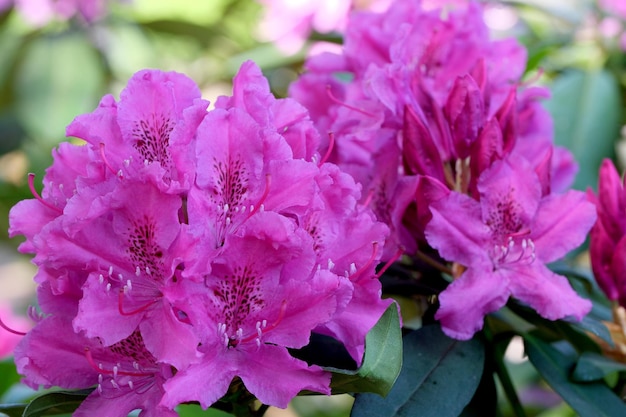 Buisson de rhododendrons en fleurs