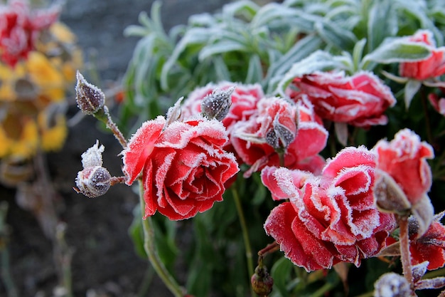 Un buisson avec une rose en fleurs rouge, couverte de givre blanc