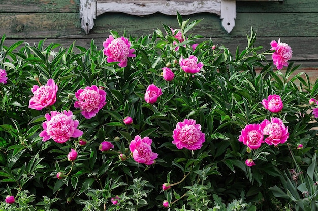 Buisson rose de pivoine s'élevant dans le jardin vieille maison rurale à l'arrière-plan