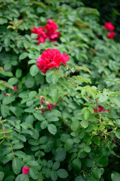 Un buisson de roses est vu dans un jardin.