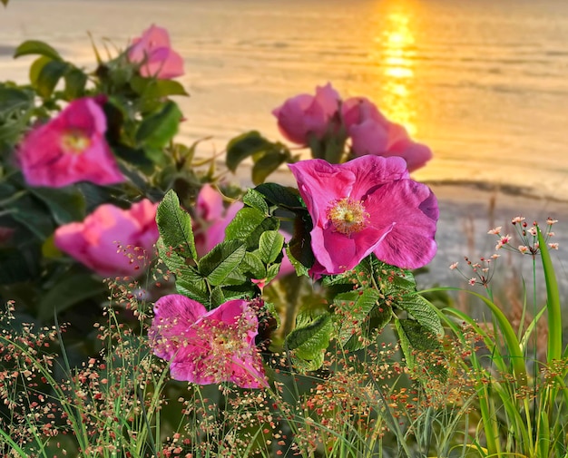 buisson de roses de la hanche en fleurs sur le coucher du soleil orange à la plage sur la mer nature paysage voyage en Estonie