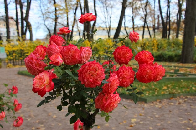 un buisson de roses rose vif sur fond flou d'un parc en automne