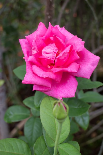 Buisson de roses roses dans le jardin