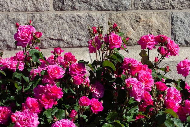 buisson de roses roses avec des fleurs épanouies