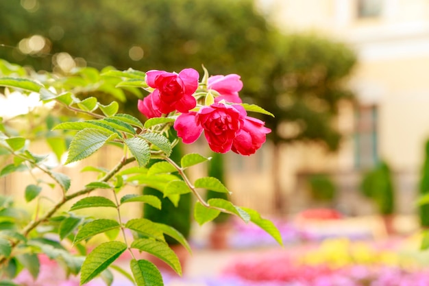 Le buisson de roses roses en fleurs Parterres de fleurs colorés dans le jardin d'été Concept botanique Photographie florale à mise au point douce