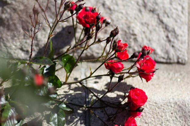 Buisson de roses rouges avec des fleurs épanouies