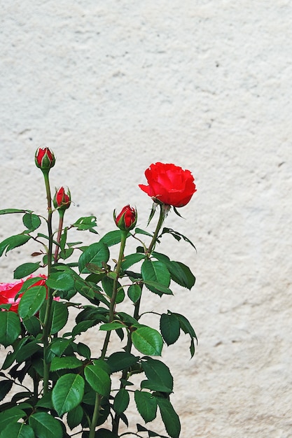 Buisson de roses rouges en fleurs à l'extérieur