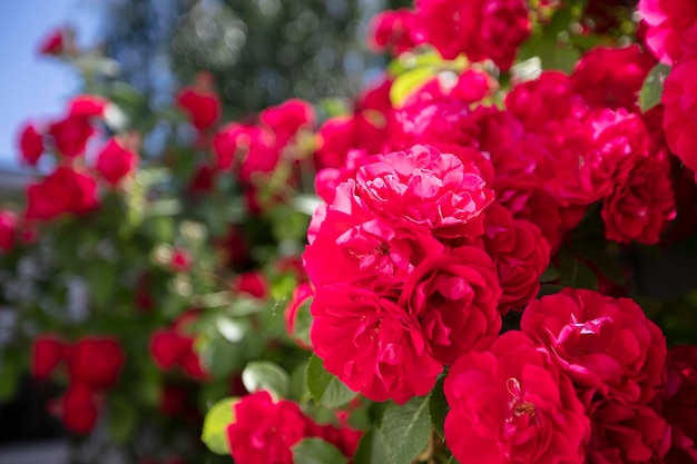 Buisson rouge rose avec des fleurs et des feuilles fond floral d'été