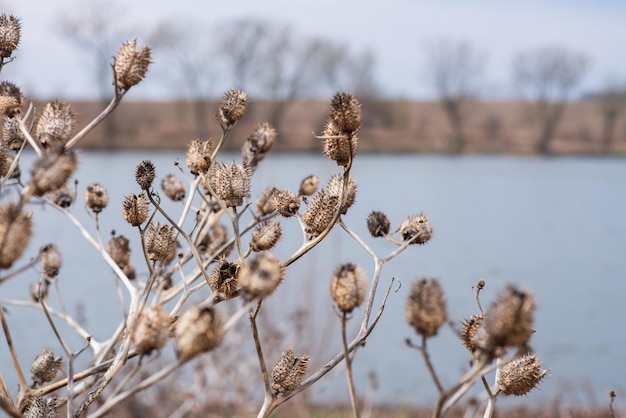 Buisson sec sur le lac