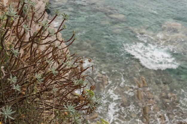 Photo buisson sec sur un rocher contre la mer bleue