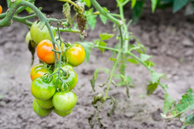 Buisson de tomate aux fruits verts immatures et rouges