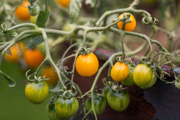 Buisson de tomates cerises jaunes Vitamines et aliments sains dans le jardin Gros plan