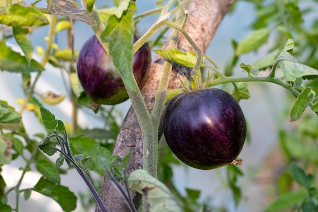 Un buisson avec des tomates noires sur le lit