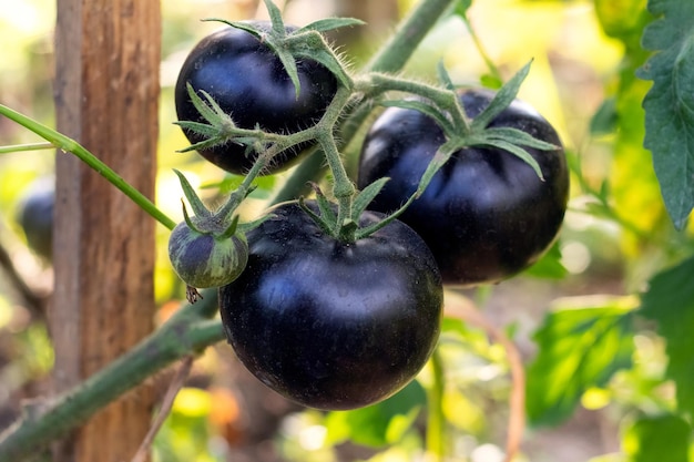 Un buisson avec des tomates noires sur le lit