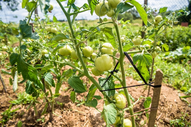 Buisson de tomates vertes attachées à un bâton en bois, aliment biologique cultivé sur son propre terrain. La vie dans le village, Ukraine