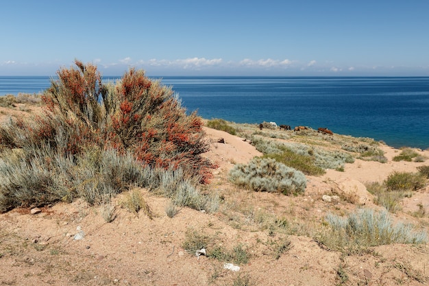 Buisson vert avec des baies rouges et des chevaux sur la rive du lac issykkul