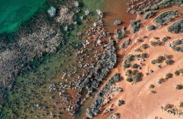 un buisson vert et brun pousse sur une dune de sable rouge