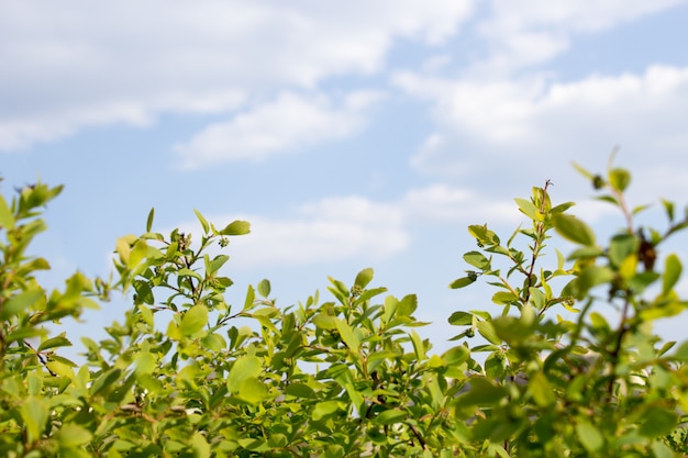 Buisson vert contre le ciel bleu