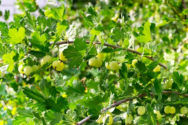 Un buisson vert de groseille à maquereau dans le jardin par une journée ensoleillée