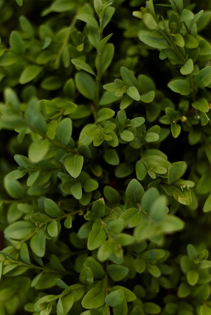 un buisson vert herbe feuilles vert foncé