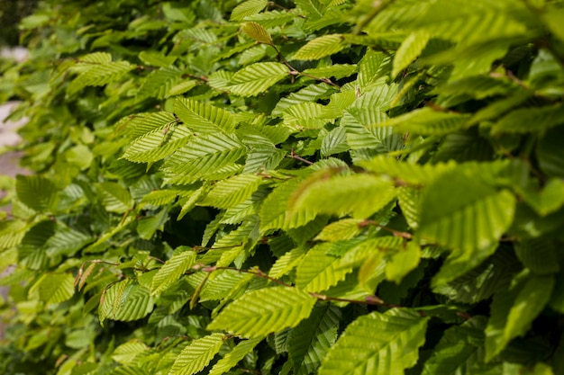 Un buisson vert sur une route