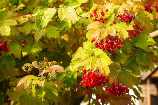 Buisson de Viburnum avec les baies rouges mûres en automne