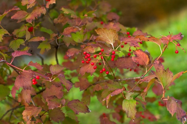 Buisson de Viburnum avec les baies rouges mûres en automne