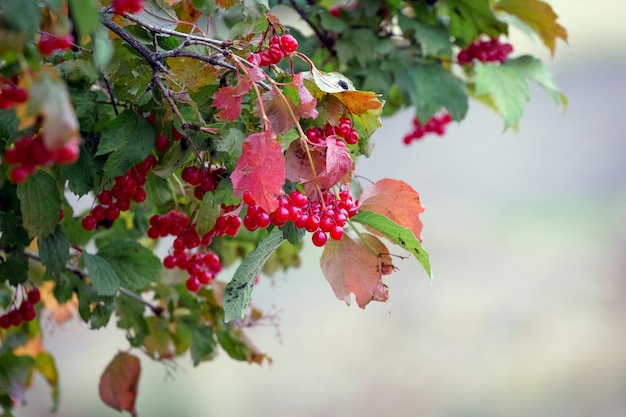 Buisson de viorne aux fruits rouges et feuilles d'automne colorées