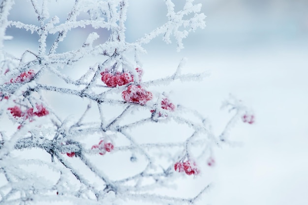 Buisson De Viorne Avec Des Baies Rouges Et Des Branches Couvertes De Givre