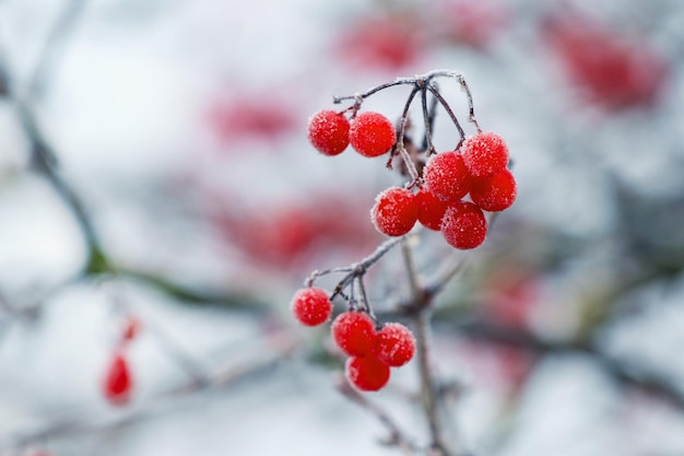 Buisson De Viorne Avec Des Baies Rouges Et Des Branches Couvertes De Givre