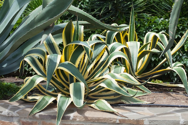 Buissons d'agave dans le jardin