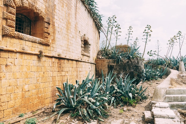 Buissons d'agave vert près du vieux bâtiment en brique près du trottoir