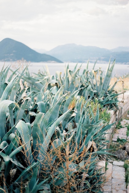 Des buissons d'agave verts et luxuriants poussent sur la côte de la mer