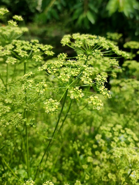 Buissons d'aneth vert dans le jardin