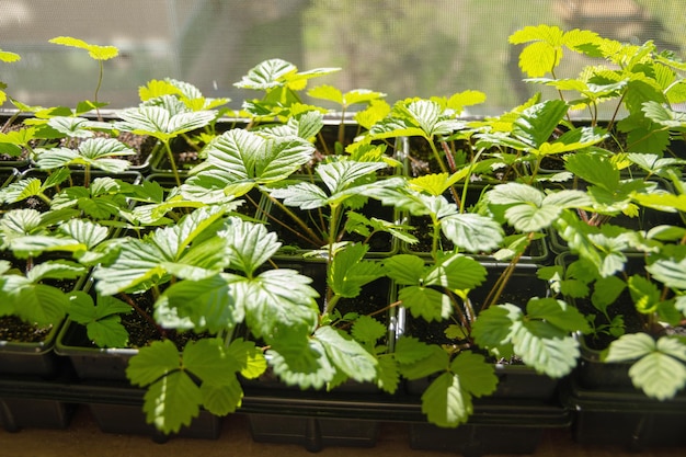 Buissons aux feuilles vertes de fraises en pots Semis de fraises dans un pot en plastique noir