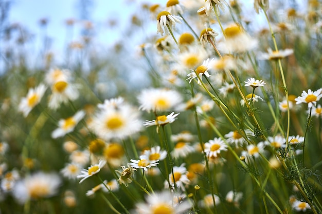 Buissons avec de belles fleurs de camomille