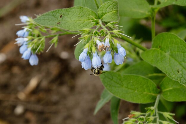 Buissons avec de belles fleurs sereines sur lesquelles une guêpe d'abeille est assise