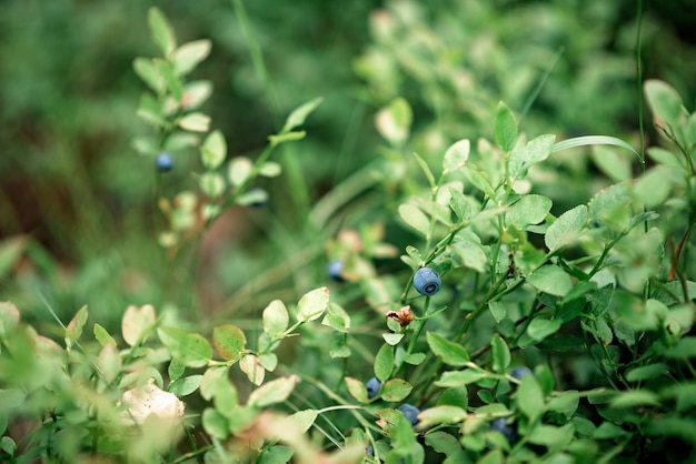 Buissons de bleuets sauvages dans une forêt verte