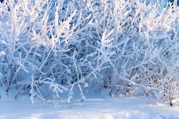 Buissons ou branches d'arbres avec neige blanche pelucheuse et cristaux de givre