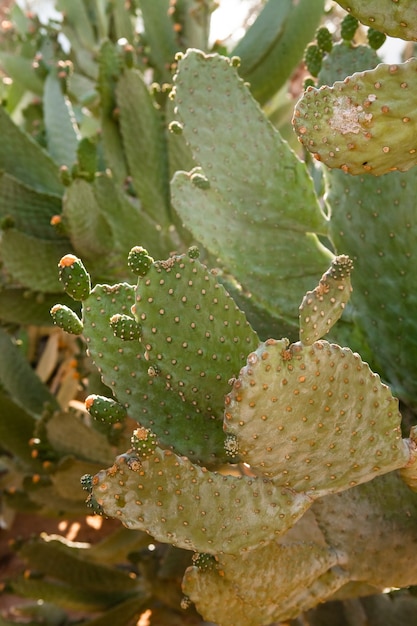 Buissons de cactus