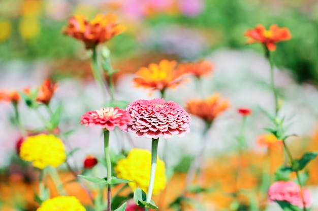 Buissons de chrysanthèmes bordeaux jardin ou parc en plein air.