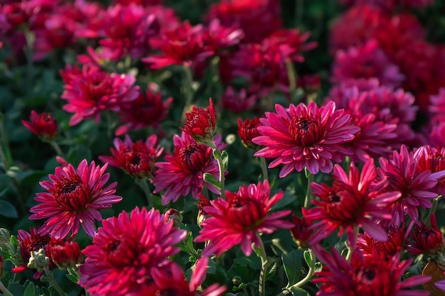 Buissons de chrysanthèmes rouge vif frais dans le jardin d'automne