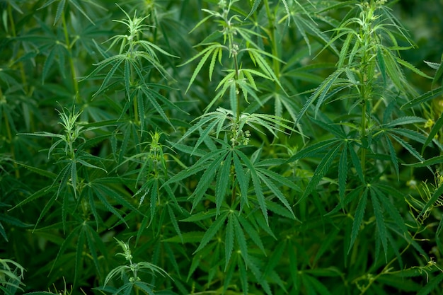 Les buissons cultivent du cannabis