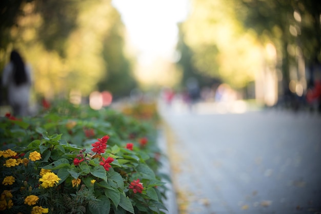 Buissons fleuris dans un parc lumineux de jour avec des promeneurs